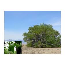 Image result for Fraxinus velutina