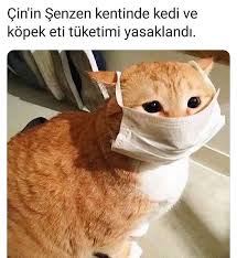Instagram Da Genc Kemalistler Biraz Erken Oldu Sanki He In 2020 Cats Cat Care Pet Memorial Gifts