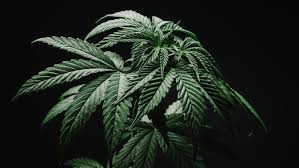 Pngtree provides free download of png png images backgrounds and vector. Ini Alasan Kenapa Orang Yang Mabuk Ganja Sering Merasa Lapar