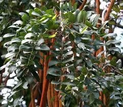 Image result for Cassia abbreviata