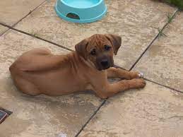 Rhodesian Ridgeback Puppy Look At Those Wrinkles I Wanna Pull On Them Rhodesian Ridgeback Puppies Puppies Rhodesian Ridgeback