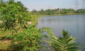 Pin Oleh Sigit Dnet Di Depoknet Berita Tanaman Kebun Taman Bunga