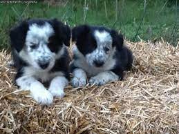 The cheapest offer starts at r 800. Border Collie Pup For Sale Pennsylvania