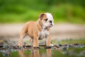 Weitere ideen zu bulldogge, englische bulldogge, hunde. Englische Bulldogge Steckbrief Charakter Pflege Haltung