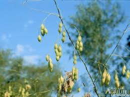 Image result for Sesbania