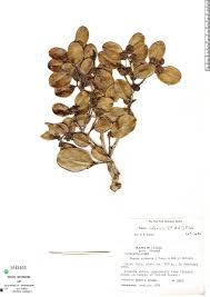 Image result for Dichapetalaceae