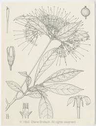 Image result for Pavetta rwandensis