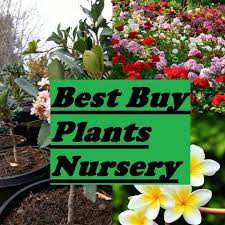 Our aim is grow more and more plants to keep the future generation healthy and pollution free. Best Buy Plants Nursery Home Facebook