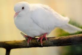 Small Bird With White Ring Around Neck Ring Necked Dove White Pet Rabbit Care Pets Beautiful Birds
