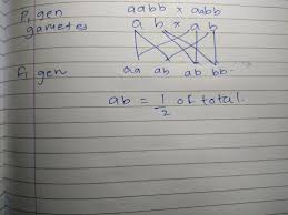 Aabb е) p:aabb x aabb g: In A Cross Of Aabb X Aabb What Fraction Of The Offspring Can Be Expected To Express One Of The Two Brainly In