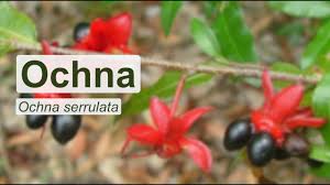 Image result for Ochna