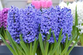 Conditions for indoor tropical plants. How To Care For Hyacinth Indoors Dutchgrown