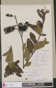 Image result for Clappertonia polyandra