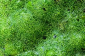 Image result for Wolffia