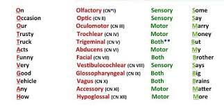 12 Cranial Nerves Mnemonic Cranial Nerves Mnemonic 12 Cranial Nerves Mnemonic Nursing School Tips