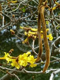 Image result for Handroanthus chrysotrichus