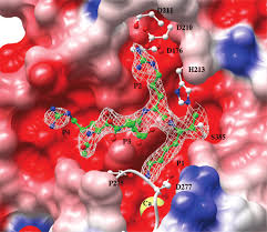 The relative luminance can be calculated from any colour code (like hex or rgb). Surface Representation Of The Active Site Cleft Of Kex2 The Coloring Download Scientific Diagram
