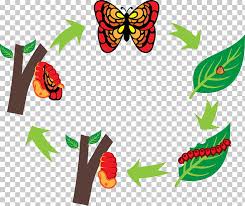 Butterfly Silkworm Caterpillar Butterfly Big Chart Png