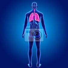 Lungen Mit Organen Nach Hinten Fototapete Fototapeten Larynx Medicals Pulmonalen Myloview De