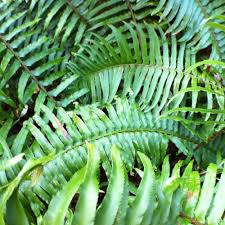 We did not find results for: How To Prune Evergreen Ferns Evergreen Groundcovers