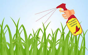 How to deter grasshoppers from garden. How To Get Rid Of Grasshoppers Planting Sunflowers Veggie Garden Diy Bug Spray