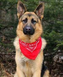 Black And Red German Shepherd Puppies For Sale In Ohio Lost Dog Nashwauk German Shepherd Purebred Male Date Lost 05 14 2018 Dog S Name Ronin Breed Of Dog German Sh Losing A Dog Dog Ages Black German Shepherd