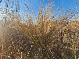 Image result for Aristida barbicollis
