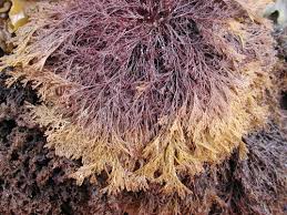 Image result for Microcoelia physophora