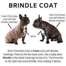Black And Tan Frenchie Cost What Colors Do French Bulldogs Come In Plus Image Guide Undesirable Colours In The French Bul In 2020 Fawn French Bulldog French Bulldog Breed French Bulldog Breeders