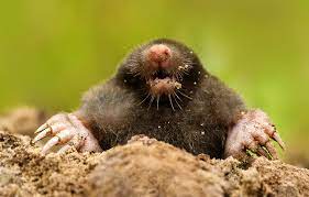 Cartita are o ruda apropiata care iubeste zonele umede si se hraneste in iazuri si paraie. CartiÅ£ele Imi Distrug GrÄdina Si Gazonul Paradis Verde