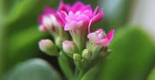 Indoor plants planting flowers types of succulents planting succulents unusual plants plants cool plants succulent landscaping houseplants. How To Grow Kalanchoe Kalanchoe Blossfeldiana Gardening Channel