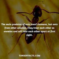 The Main Predator Of Ants Aren T Humans But Ants From Other Colonies They Treat Each Other As Enemies And Wil Fun Facts About Animals Shark Facts Tiger Facts