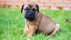 177 likes · 1 talking about this. Bullmastiff Puppies Behavior And Characteristics In Different Months Until One Year