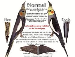 3 Reasons Why Your Cockatiel Is Losing A Lot Of Feathers