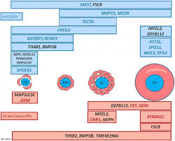 Sheep Development Embryology