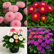 African Daisy Seeds at BestSeedsOnline.com