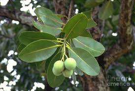 Image result for Calophyllum