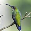 70 gambar burung dari berbagai negara, termasuk indonesia. Https Encrypted Tbn0 Gstatic Com Images Q Tbn And9gcqwrmq0gufmp269bjhe7zldcd8qwx37dki1zhysxomv7nd2kpmm Usqp Cau