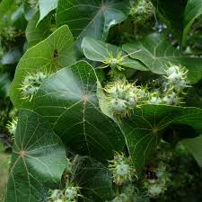 Image result for Macaranga capensis