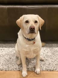 Are there any registered/ insured Dog walkers who cover Eggborough? Looking  for 3 home visits per week