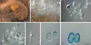 Image result for Macrotyloma daltonii