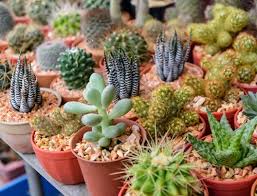 Check spelling or type a new query. Rekomendasi Tanaman Terlaris Untuk Bisnis Tanaman Hias