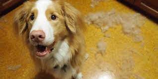 A Mi Perro Se Le Cae El Pelo Y Se Rasca Mucho Redcanina Es