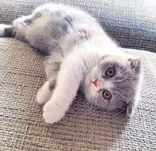 Uh, it's getting hot in here. Baby Kitten Playing On Couch Baby Cats Cute Cats Cats And Kittens