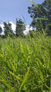 Image result for Urochloa semiundulata