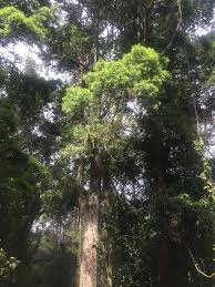 Image result for Afrocarpus usambarensis