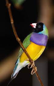 Australian Bird With Black Head And White Body Pin On Cute Animals