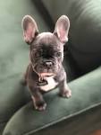 Cutest Relationship French Bulldog And Baby Videos Compilation