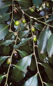 Image result for Diospyros chamaethamnus