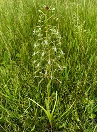 Image result for Habenaria schimperiana